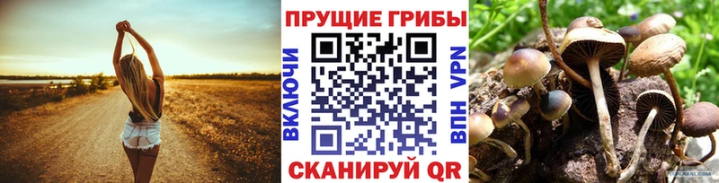 Псилоцибиновые грибы Psilocybe Камень-на-Оби